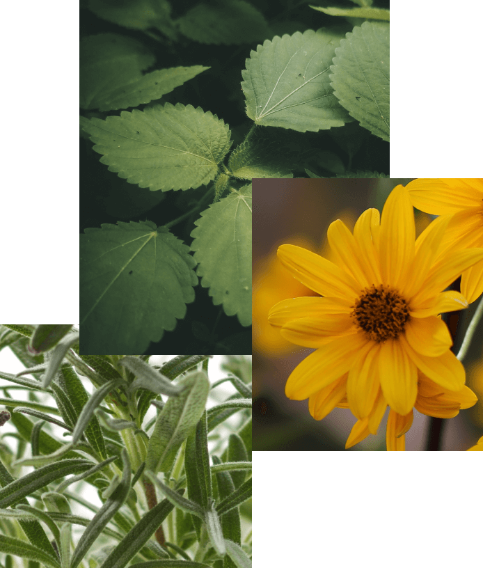 Arnica, rosmarino, ortica